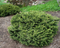 Dwarf Norway Spruce (Picea abies 'Pumila') - 3 gallon 12"