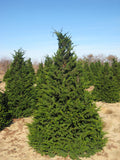 Fernspray False Cypress (Chamaecyparis obtusa 'Filicoides') - 3 gallon 30"