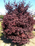 Crimson Prince Japanese Maple (Acer palmatum 'Crimson Prince') - 3 gallon 24"