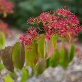 Tianshan® Seven-Son Flower (Heptacodium tianshan) - 3 gallon