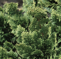 Wells Special Hinoki Cypress (Chamaecyparis obtusa 'Wells') - 3 gallon 18"