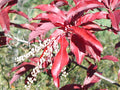 Sourwood (Oxydendrum arboreum) - 3 gallon