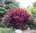 Red Leaf Japanese Maple (Acer palmatum 'Atropurpurea') - 2 gallon 24-30"