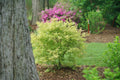 Metamorphosa® Japanese Maple (Acer palmatum 'Metamorphosa') - QT