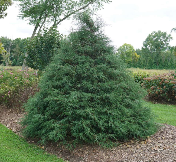 Haywire™ falsecypress (Chamaecyparis 'Haywire') - QT