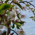 Weeping Higan Flowering Cherry (Prunus subhirtella 'Pendula Plena Rosea') - 2 gallon