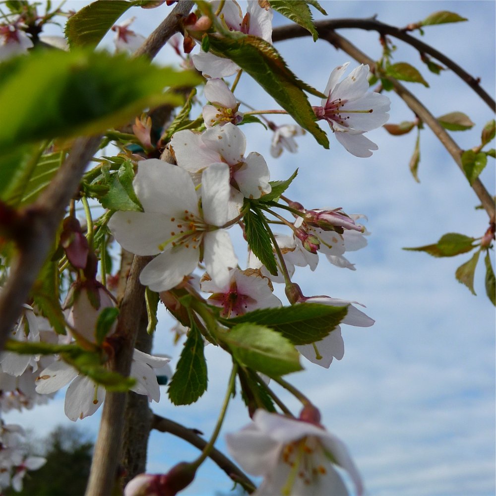 Weeping Higan Flowering Cherry (Prunus subhirtella 'Pendula Plena Rosea') - 2 gallon