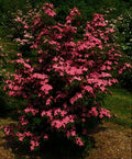 Scarlet Fire™ Chinese Dogwood (Cornus kousa 'Hanros') - 2 gallon 3-4' TREE
