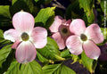 Stellar Pink® Dogwood (Cornus x 'Rutgan') - 1 gallon 4-5' TREE