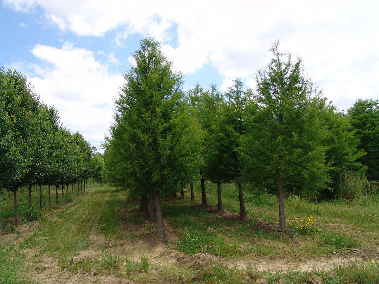Shawnee Brave™ Baldcypress (Taxodium distichum 'Shawnee Brave') - 1 gallon 1-2' TREE
