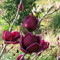 Genie Magnolia (Magnolia x 'Genie') - 2 gallon 4-5' TREE