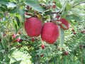 Red Delicious Apple (Malus 'Fruit Red Delicious') - 3 gallon 36" TREE