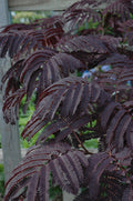 Summer Chocolate Mimosa Tree (ALBIZIA JULIBRISSIN SUMMER CHOCOLATE) - 5 gallon