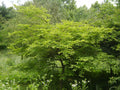 Japanese Snowbell (Styrax japonicus) - 3 gallon