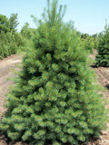 Eastern White Pine (Pinus strobus) - 6" ECO POT