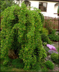 Weeping Siberian Peashrub (Caragana arborescens 'Pendula') - 3 gallon 12" HEAD