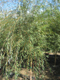 Weeping Golden Willow (Salix alba 'Tristis') - 1 gallon 36"