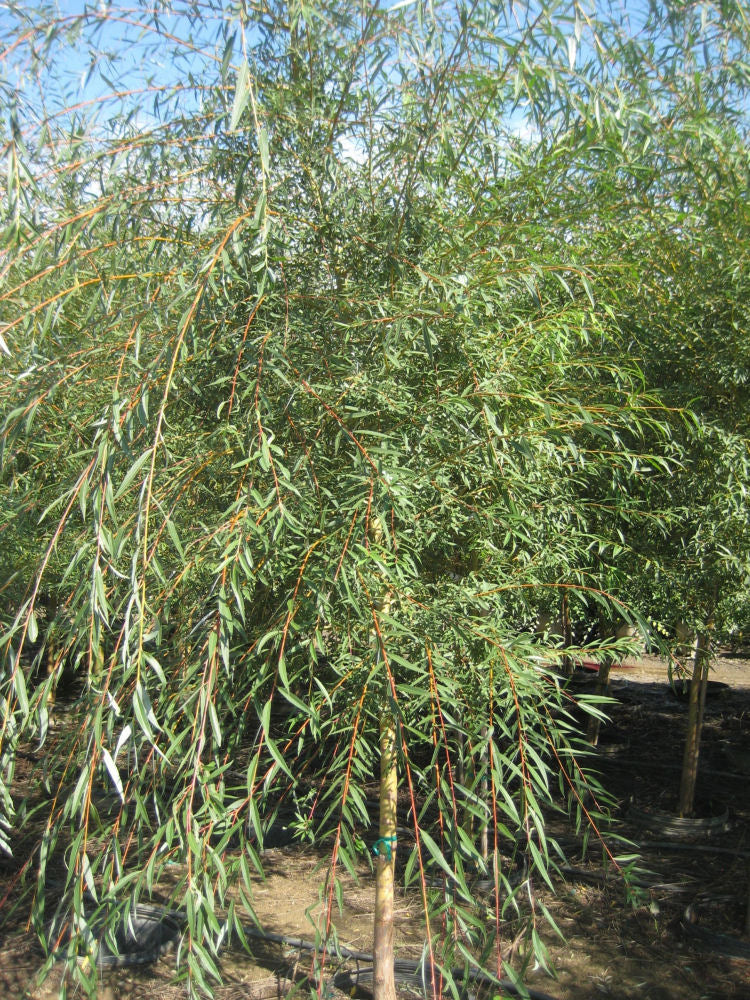 Weeping Golden Willow (Salix alba 'Tristis') - 1 gallon 36"