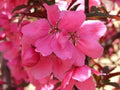 ShowTime™ Crabapple (Malus showtime 'Shotizam') - 3 gallon TREE