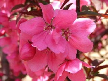 ShowTime™ Crabapple (Malus showtime 'Shotizam') - 3 gallon TREE