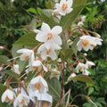 Evening Light Snowbell (Styrax japonicus 'Evening Light') - 3 gallon TREE