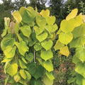 Golden Falls® Weeping Redbud (Cercis canadensis 'Golden Falls') - 2 gallon 36"