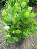 Winterthur Viburnum (Viburnum nudum 'Winterthur') - 3 gallon 15-18"