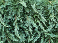 Pancake Dwarf Creeping Juniper (Juniperus horizontalis ‘Pancake’) - QT