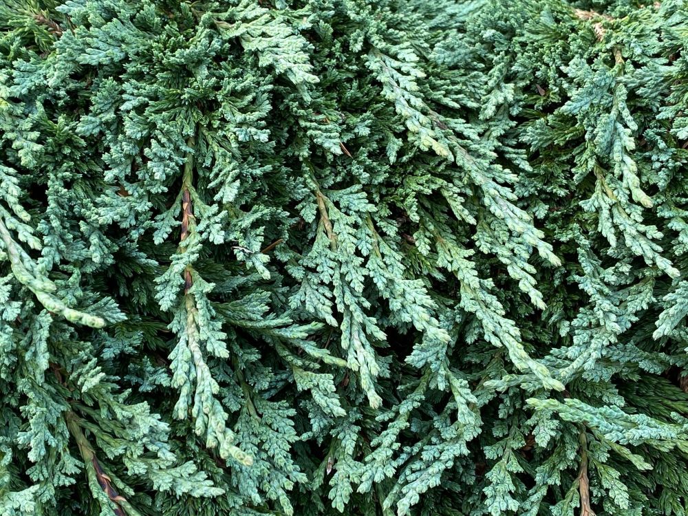 Pancake Dwarf Creeping Juniper (Juniperus horizontalis ‘Pancake’) - QT