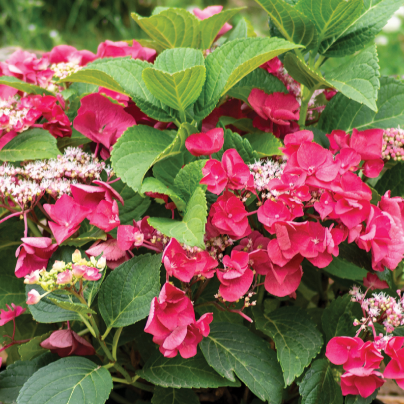 Cherry Explosion™ Hydrangea (Hydrangea macrophylla 'Cherry Explosion') - 1 gallon