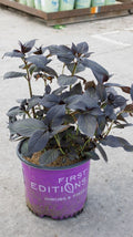 Eclipse® Bigleaf Hydrangea (Hydrangea macrophylla 'Eclipse') - 1 gallon