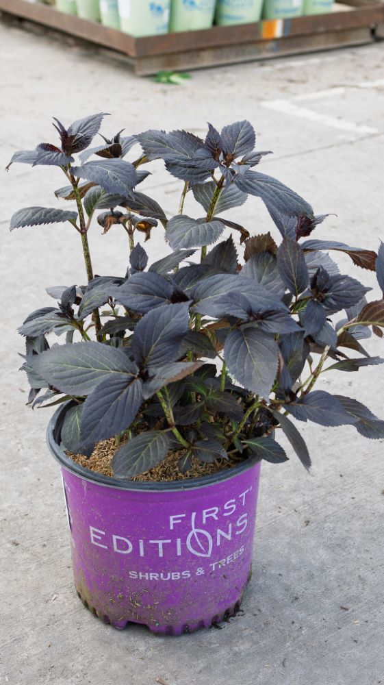Eclipse® Bigleaf Hydrangea (Hydrangea macrophylla 'Eclipse') - 1 gallon