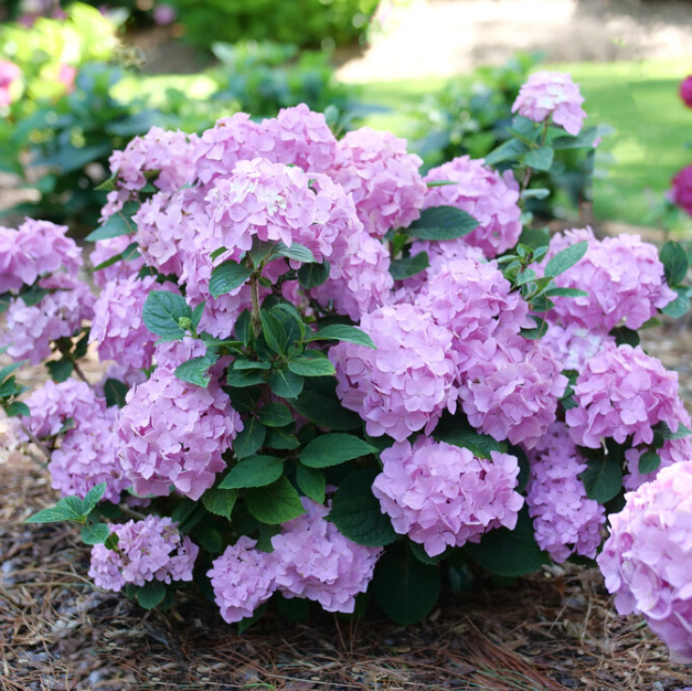 Let's Dance Sky View® Reblooming Hydrangea (Hydrangea macrophylla 'Lets Dance Sky View') - 1 gallon
