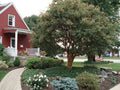 Paperbark Maple (Acer griseum) - 1 gallon TREE