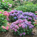 Let's Dance Lovable® Bigleaf Hydrangea (Hydrangea macrophylla 'Lets Dance Lovable') - 1 gallon