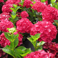 Magical® Ruby Red Hydrangea (Hydrangea macrophylla ‘Ruby Red’ (Kolmaru)') - 1 gallon