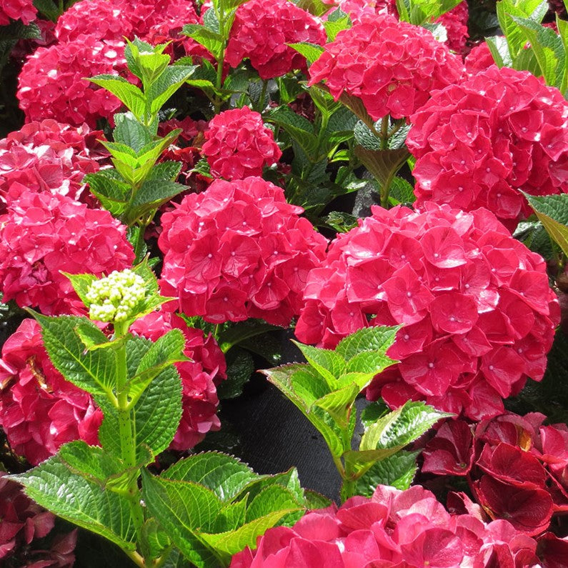Magical® Ruby Red Hydrangea (Hydrangea macrophylla ‘Ruby Red’ (Kolmaru)') - 1 gallon