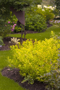 Chardonnay Pearls® Deutzia (Deutzia gracilis 'Chardonnay Pearls') - 1 gallon 8"