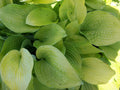 August Moon Plantain Lily (Hosta august 'August Moon') - 1 gallon