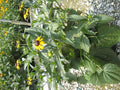 Black-Eyed Susan (Rudbeckia fulgida 'Goldsturm') - 1 gallon