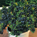 Top Hat Blueberry (Vaccinium x 'Top Hat') - 1 gallon 8"