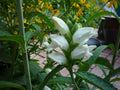Turtlehead (Chelone glabra) - 1 gallon