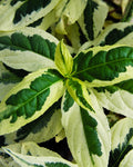 Cool Splash® Dwarf Bush Honeysuckle (Diervilla sessilifolia 'LDPC Podaras') - 1 gallon