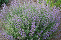 Junior Walker™ Catmint (Nepeta faassenii 'Novanepjun') - 1 gallon