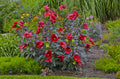 Midnight Marvel Rose Mallow (Hibiscus moscheutos 'Midnight Marvel') - 1 gallon