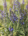 Marcus™ Meadow Sage (Salvia x 'Marcus') - QT