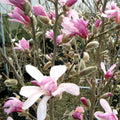 Leonard Messel Magnolia (Magnolia x loebneri 'Leonard Messel') - 3 gallon 24"