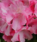 Yaku Prince Rhododendron (Rhododendron 'Yaku Prince') - 1 gallon 6"