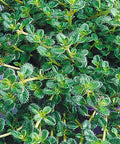 Woolly Thyme (Thymus pseudolanuginosus 'Pseudo. Wooly') - QT