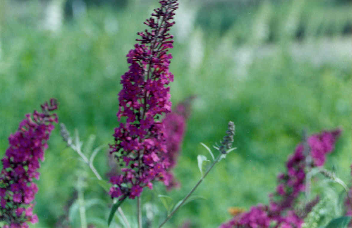 Black Knight Butterfly Bush (Buddleia davidii 'Black Night') - 1 gallon